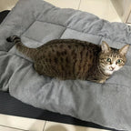 Oversized Rectangle Plush Pet Bed, Soft Polyester
