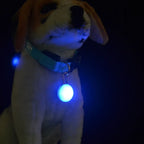 Pet Luminous Night Light Collar LED Pendant